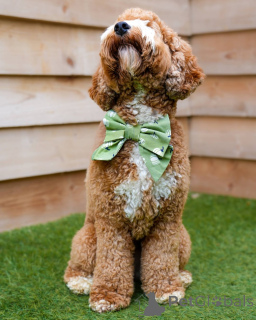 Foto №2 zu Ankündigung № 157668 zu verkaufen labradoodle - einkaufen Schweiz quotient 	ankündigung