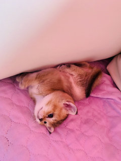 Foto №3. Für Goldkenner. Russische Föderation