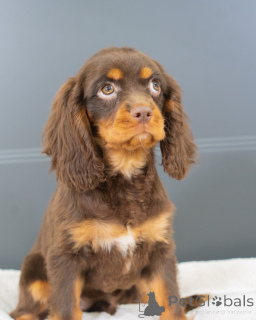 Foto №3. Lernen Sie Oliver kennen, den kleinen Gentleman, der mit jedem Witz Herzen. Deutschland