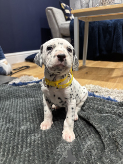 Foto №1.  - zum Verkauf in der Stadt Gräsa | Frei | Ankündigung № 162106