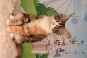 Foto №2 zu Ankündigung № 153574 zu verkaufen maine-coon-katze - einkaufen Israel vom kindergarten