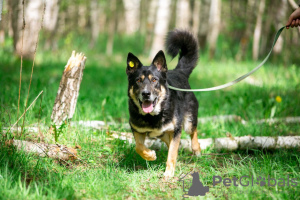 Foto №2 zu Ankündigung № 105981 zu verkaufen mischlingshund - einkaufen Russische Föderation quotient 	ankündigung