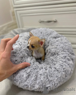 Foto №1. chihuahua - zum Verkauf in der Stadt Alabama | 574€ | Ankündigung № 149235