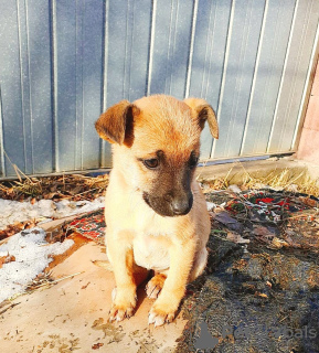 Foto №1. mischlingshund - zum Verkauf in der Stadt Almaty | Frei | Ankündigung № 9335