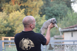 Foto №4. Ich werde verkaufen cane corso italiano in der Stadt Belgrad. züchter - preis - verhandelt