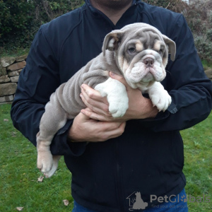 Foto №3. Süße geimpfte englische Bulldogge jetzt erhältlich. Deutschland