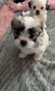 Foto №4. Ich werde verkaufen mischlingshund in der Stadt Innsbruck. züchter - preis - 305€