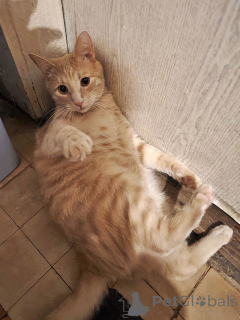 Foto №4. Ich werde verkaufen  in der Stadt Moskova. quotient 	ankündigung - preis - Frei