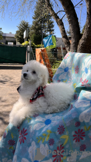 Foto №3. Es gibt 2 weiße Jungen, 5 Monate alt, und eine schwarze Kohlepudel-Teetasse, 5,5. Italien