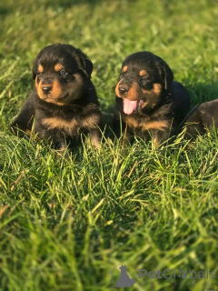 Foto №2 zu Ankündigung № 139739 zu verkaufen  - einkaufen USA züchter