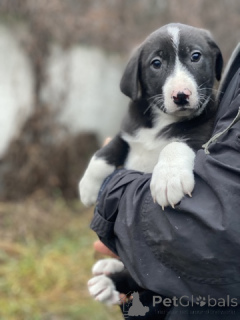 Foto №3. Charmante kleine Schwestern suchen ein Zuhause!. Russische Föderation