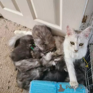 Foto №2 zu Ankündigung № 167247 zu verkaufen maine-coon-katze - einkaufen Deutschland 