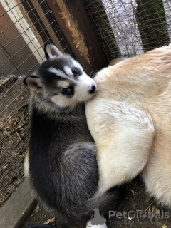 Foto №4. Ich werde verkaufen siberian husky in der Stadt Kerkrade. quotient 	ankündigung, züchter - preis - 380€