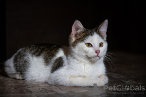 Zusätzliche Fotos: Entzückende Kätzchen als Geschenk