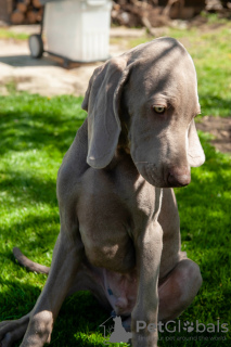 Foto №4. Ich werde verkaufen weimaraner in der Stadt Anapa. quotient 	ankündigung, vom kindergarten - preis - 616€