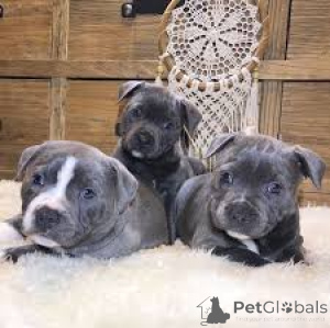 Foto №2 zu Ankündigung № 166579 zu verkaufen staffordshire bull terrier - einkaufen Belgien quotient 	ankündigung, züchter