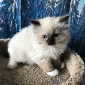 Foto №1. ragdoll-katze - zum Verkauf in der Stadt Reykjavík | Frei | Ankündigung № 57211