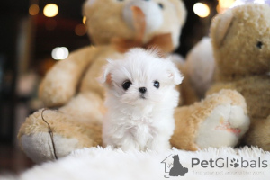 Foto №3. Dean Janet Kay Welpen Haus. USA