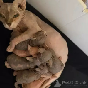 Foto №1. don sphynx - zum Verkauf in der Stadt Essens | 380€ | Ankündigung № 167259