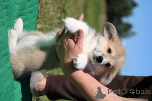 Foto №4. Ich werde verkaufen welsh corgi in der Stadt Minsk. quotient 	ankündigung - preis - 688€