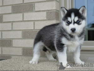 Foto №1. siberian husky - zum Verkauf in der Stadt Manzini | verhandelt | Ankündigung № 42811