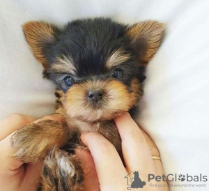 Foto №2 zu Ankündigung № 95717 zu verkaufen yorkshire terrier - einkaufen Deutschland quotient 	ankündigung