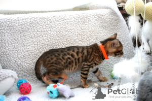 Zusätzliche Fotos: Geimpfte Bengalkatzen-Kätzchen stehen zum Verkauf