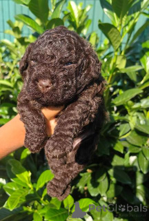 Foto №2 zu Ankündigung № 152272 zu verkaufen lagotto romagnolo - einkaufen Serbien 