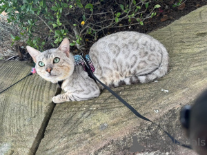 Foto №1. bengal katzenrasse - zum Verkauf in der Stadt Düsseldorf | 750€ | Ankündigung № 152548