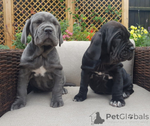 Foto №3. Neapolitanische Mastiff-Welpen.. Dänemark