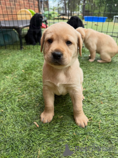 Foto №3. English Yellow Labs Chunky & Sweet Puppies jetzt erhältlich. Deutschland