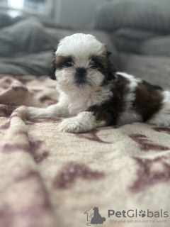 Foto №1. shih tzu - zum Verkauf in der Stadt Berchtesgaden | 300€ | Ankündigung № 103514