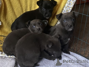 Foto №1. labrador retriever - zum Verkauf in der Stadt Berlin | Frei | Ankündigung № 129550