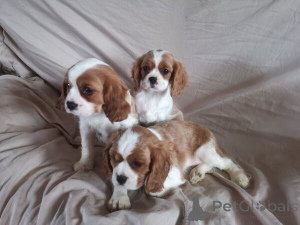 Foto №1. cavalier king charles spaniel - zum Verkauf in der Stadt Antwerpen | verhandelt | Ankündigung № 169655