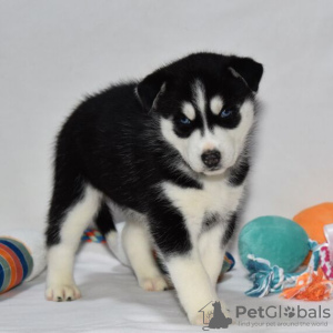 Foto №3. Schwarz-weißer Siberian Husky zu verkaufen. USA