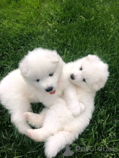 Foto №3. Samoyed Welpen zur Adoption verfügbar. USA