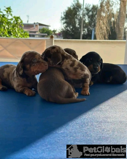 Foto №3. Geimpftes Dachshund -Welpe zum Verkauf! Sind Sie bereit, Ihrer Familie einen. Italien
