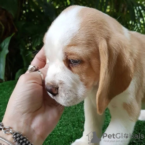 Foto №3. Beagle-Welpen suchen. Deutschland