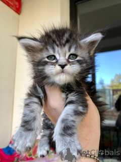 Zusätzliche Fotos: Maine-Coon-Kätzchen zur Vermittlung