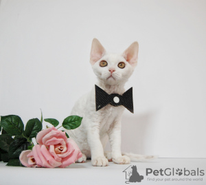 Foto №4. Ich werde verkaufen devon rex in der Stadt New York. züchter - preis - 1704€