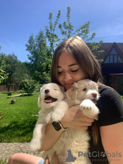 Foto №3. Maltipu f1 und mini. Russische Föderation