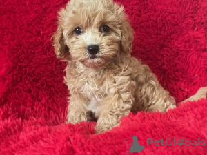 Foto №1. maltipu - zum Verkauf in der Stadt Berlin | 900€ | Ankündigung № 149849