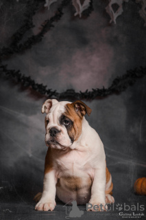 Foto №1. englische bulldogge - zum Verkauf in der Stadt Odessa | 473€ | Ankündigung № 52195