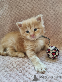 Foto №3. Männliches und weibliches Maine-Coon-Kätzchen geben nach. Belgien