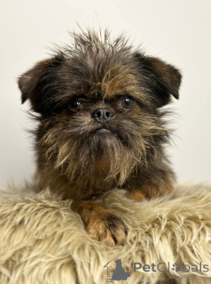 Foto №4. Ich werde verkaufen otterhund in der Stadt Belgrad.  - preis - verhandelt