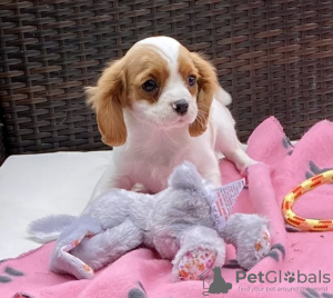 Foto №1. cavalier king charles spaniel - zum Verkauf in der Stadt Ostrava | 284€ | Ankündigung № 40859