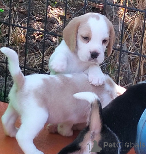 Foto №2 zu Ankündigung № 174998 zu verkaufen beagle - einkaufen Deutschland quotient 	ankündigung