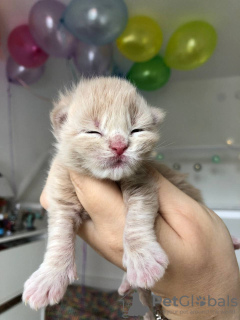 Foto №1. maine-coon-katze - zum Verkauf in der Stadt Quedlinburg | 400€ | Ankündigung № 121737