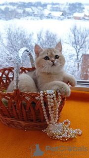 Foto №3. Britische goldene Chinchillas. Deutschland