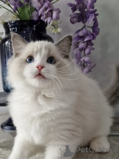 Foto №3. Kuschelige Ragdoll-Kätzchen zum Verkauf. Ruhige und liebevolle Persönlichkeiten. Deutschland